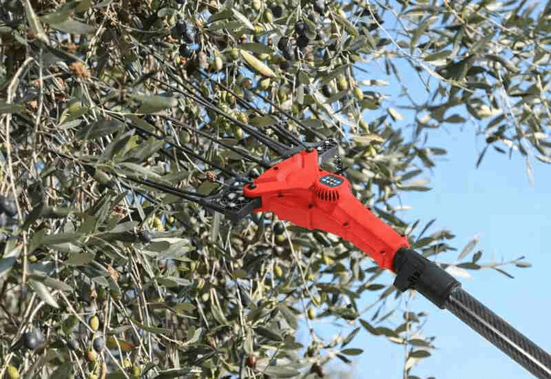 Modern Tools for Olive Harvesting