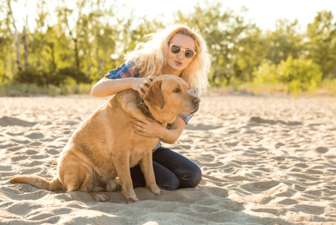 How to Protect Your Dogs from Parasites in Summer?