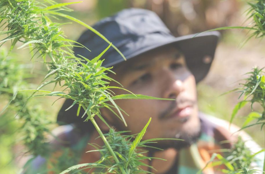 CBD Pre-Rolls: Your Ultimate Guide to Buying and Enjoying Safely