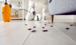 Comprehensive Pest Control Service