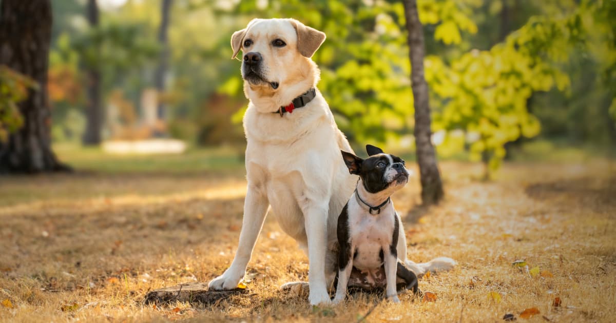 Best Dog Training Collar 2026: Safe and Easy Way to Train Your Dog