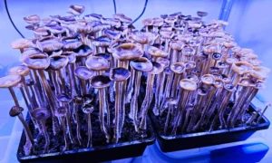 Dry Magic Mushrooms