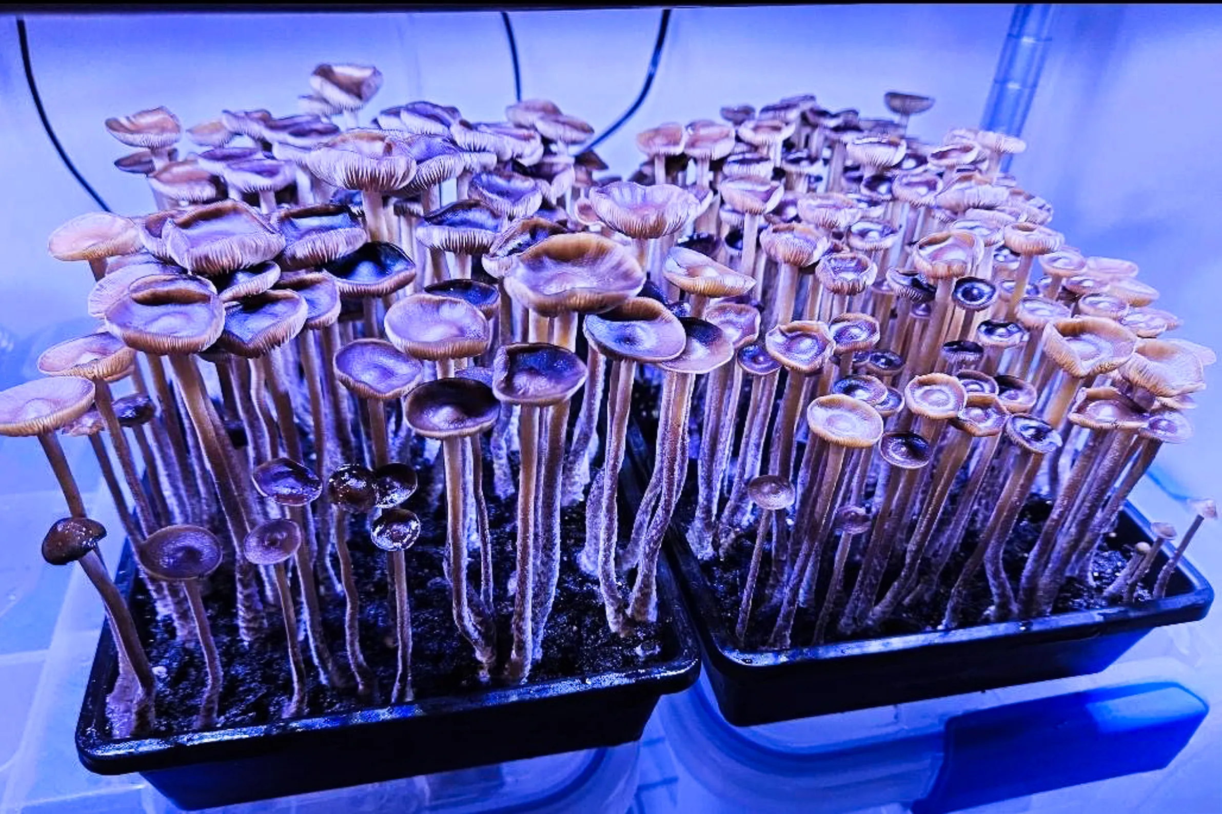 Dry Magic Mushrooms: What They Are, Effects, Risks, and Safety Considerations