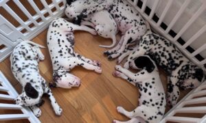 Puppy Yoga USA - New York City