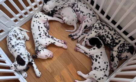 Puppy Yoga USA - New York City