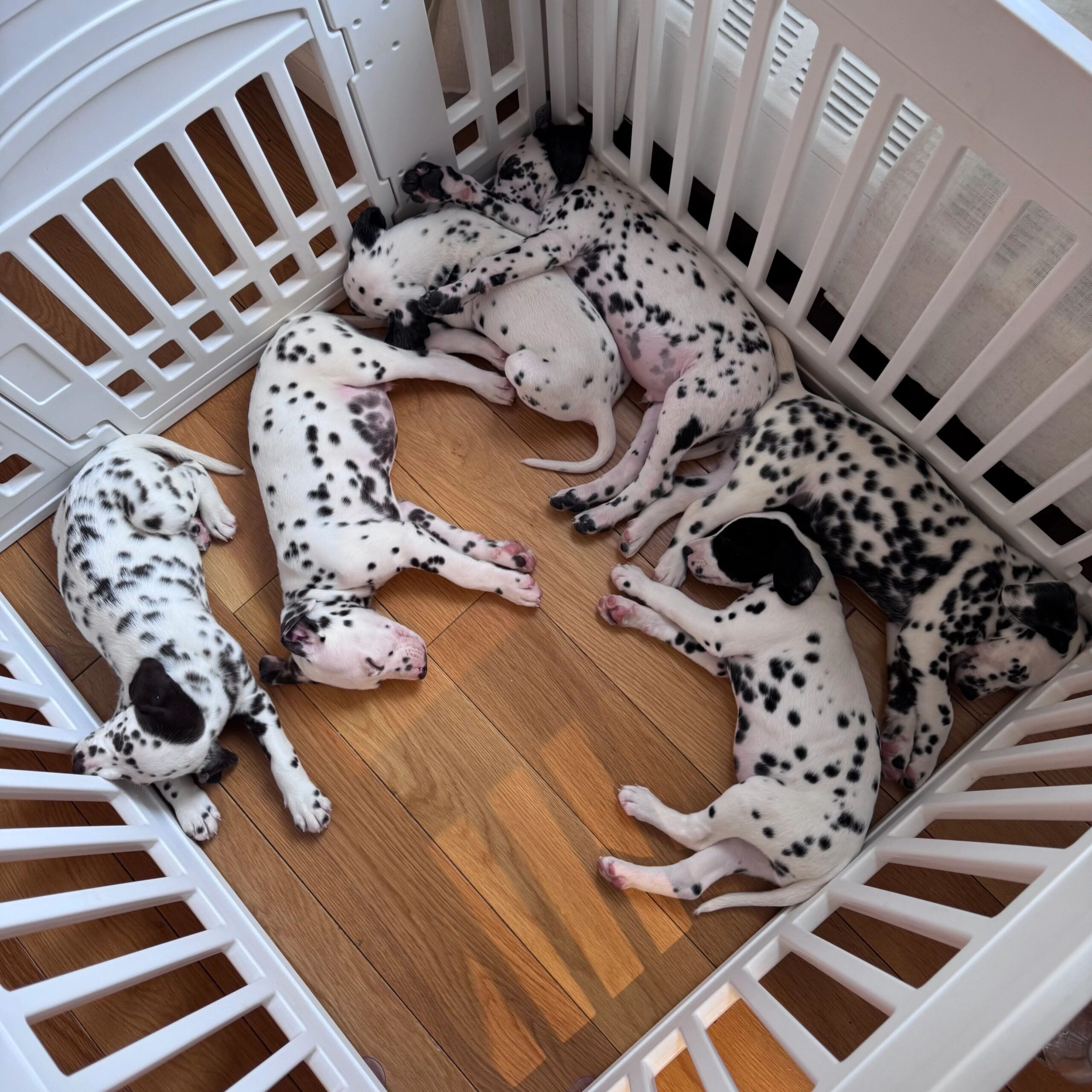 Puppy Yoga USA: Locations, Sessions & What to Expect