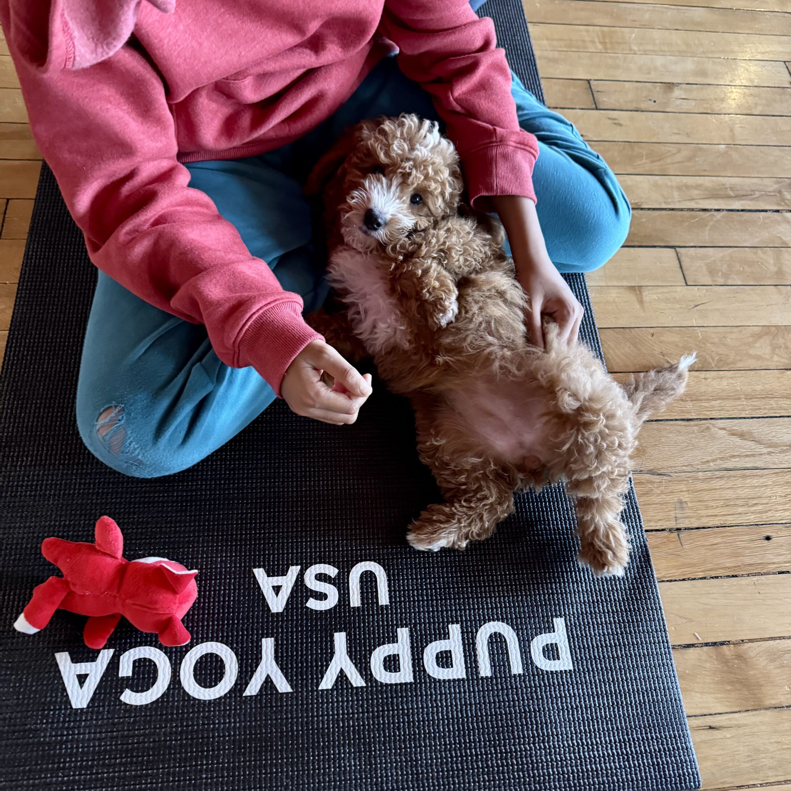 Here's your complete first-timer's guide to puppy yoga USA, including what to expect, how to prepare, and tips to make the most of your experience.
