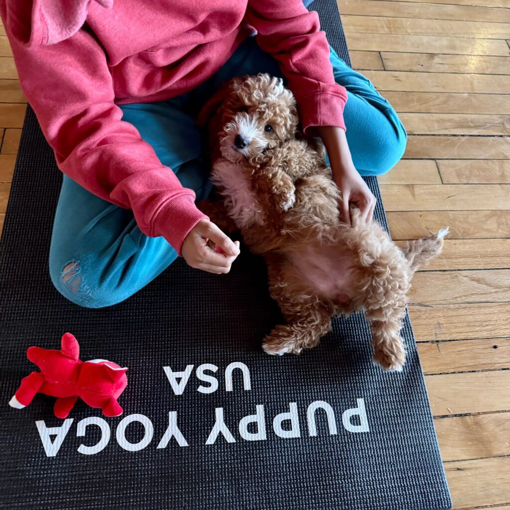 Puppy Yoga Seattle USA