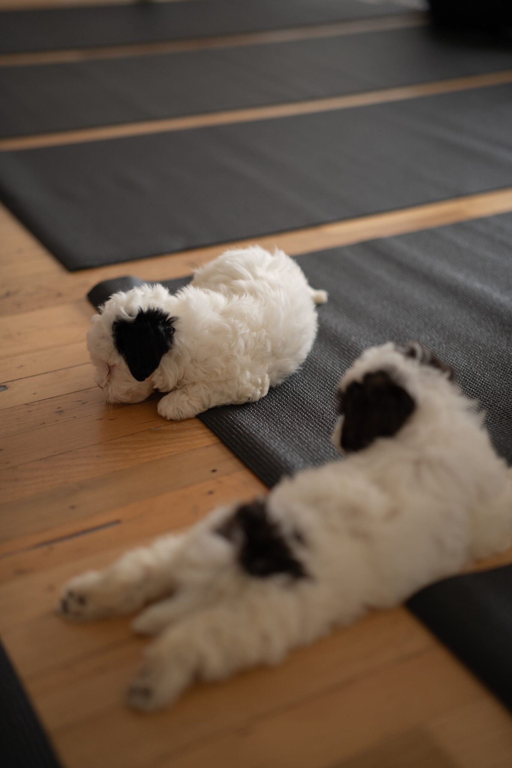 Here's your complete first-timer's guide to puppy yoga USA, including what to expect, how to prepare, and tips to make the most of your experience.