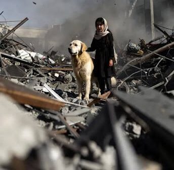 Heroic Dog Saves Girl Amid Tragedy of the Shajareh Tayyebeh School Strike in Minab