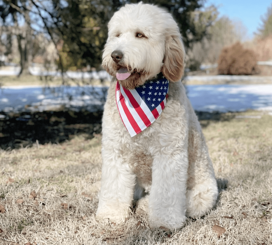 Barron Trump Seen Walking Newly Adopted Goldendoodle Puppy in Palm Beach