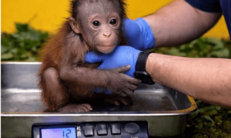 Exclusive Update: Newborn Orangutan 'Kiko' Stolen from Zoo Atlanta – Investigation Intensifies as Zoo Maintains Media Silence