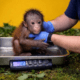 Exclusive Update: Newborn Orangutan 'Kiko' Stolen from Zoo Atlanta – Investigation Intensifies as Zoo Maintains Media Silence