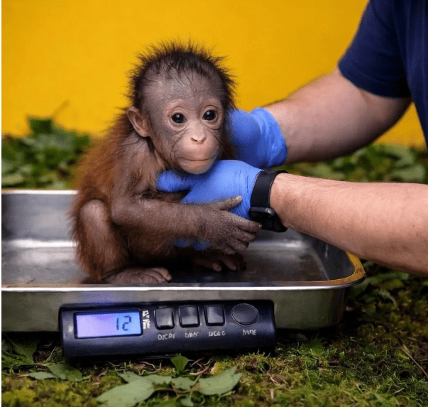 Pasgeboren orang-oetan ‘Kiko’ gestolen uit Zoo Atlanta