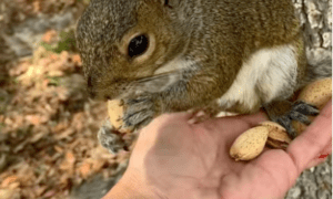 Viral TikTok Squirrel “Pip” Seized by Florida Wildlife Officials in Palm Beach