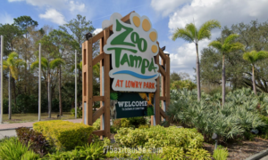 $Momo Community and Zootampa to announce major partnership following contributions to Zootampa at Lowry Park