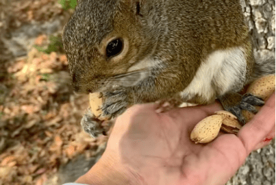 Viral TikTok Squirrel “Pip” Seized by Florida Wildlife Officials in Palm Beach