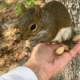 Viral TikTok Squirrel “Pip” Seized by Florida Wildlife Officials in Palm Beach