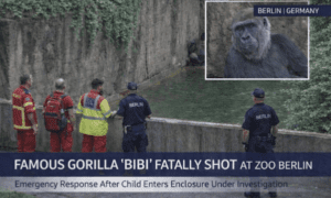 Breaking: Gorilla “Bibi” Shot After Child Falls Into Zoo Berlin Enclosure