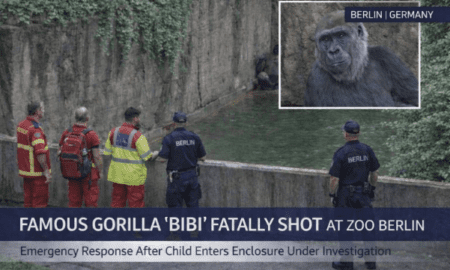 Breaking: Gorilla “Bibi” Shot After Child Falls Into Zoo Berlin Enclosure