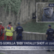 Breaking: Gorilla “Bibi” Shot After Child Falls Into Zoo Berlin Enclosure