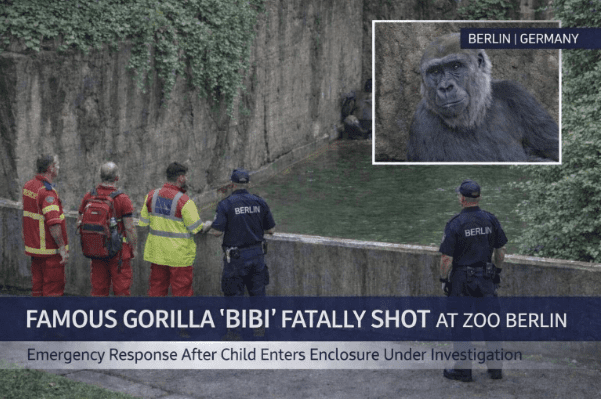 خبر فوری: گوریل "بی‌بی" پس از افتادن کودک به محوطه باغ‌وحش برلین تیرباران شد