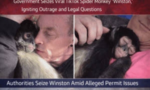 BREAKING: Government Seizes Viral TikTok Spider Monkey “Winston,” Igniting Online Outrage and Legal Questions