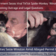 BREAKING: Government Seizes Viral TikTok Spider Monkey “Winston,” Igniting Online Outrage and Legal Questions