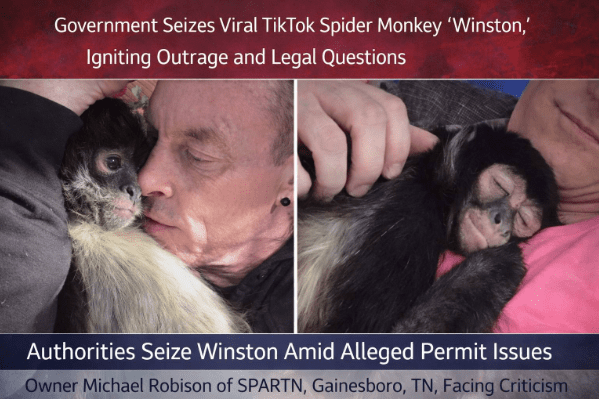 BREAKING: Government Seizes Viral TikTok Spider Monkey “Winston,” Igniting Online Outrage and Legal Questions