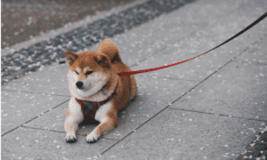 BREAKING: Elon Musk Spotted with Adorable New Shiba Inu Puppy Named “Nova” in Austin