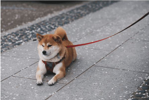 BREAKING: Elon Musk Spotted with Adorable New Shiba Inu Puppy Named “Nova” in Austin