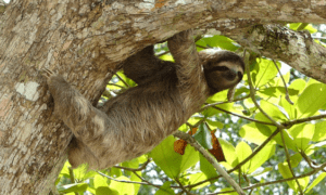 Unusual “Accelerating” Sloth Behavior Observed by Researchers in Costa Rica