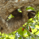 Unusual “Accelerating” Sloth Behavior Observed by Researchers in Costa Rica