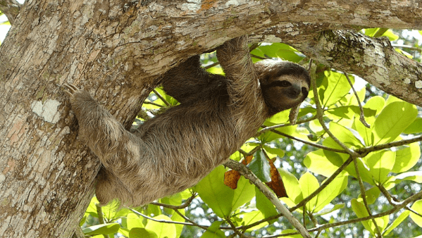 Unusual “Accelerating” Sloth Behavior Observed by Researchers in Costa Rica