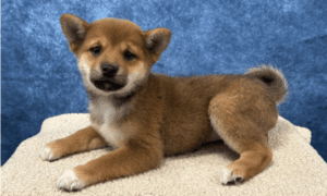 New Shiba Inu Joins Household of Doge Owner Atsuko Sato