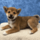 New Shiba Inu Joins Household of Doge Owner Atsuko Sato