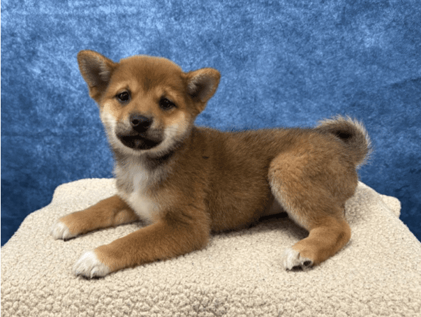 New Shiba Inu Joins Household of Doge Owner Atsuko Sato