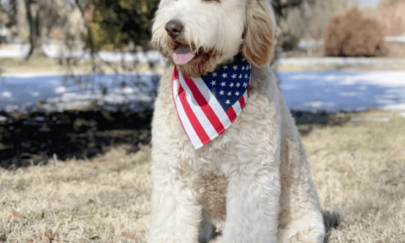 Barron Trump Spotted on Evening Walk with New Goldendoodle Puppy “Duke” in Palm Beach