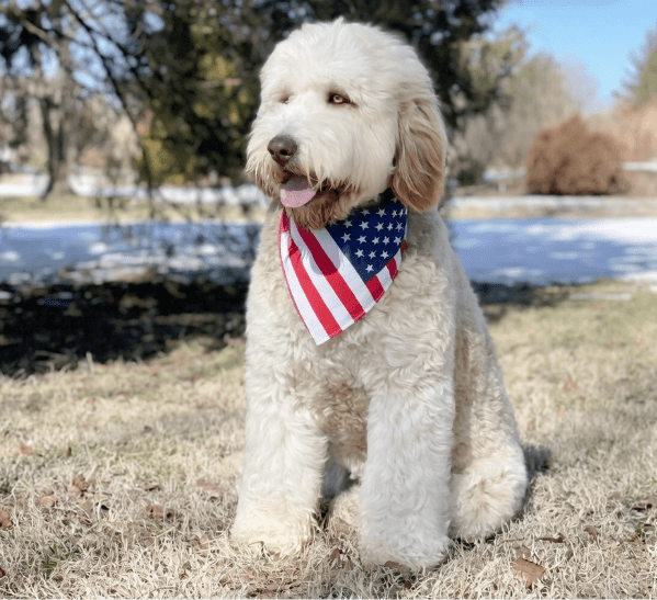 Barron Trump Spotted on Evening Walk with New Goldendoodle Puppy “Duke” in Palm Beach