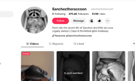 Viral TikTok Raccoon “Sanchez” Seized by Authorities in Jupiter, Florida