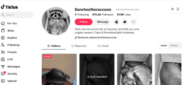 Viral TikTok Raccoon “Sanchez” Seized by Authorities in Jupiter, Florida