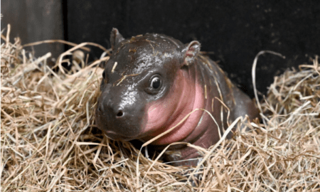 Louisville Zoo Welcomes Newborn Pygmy Hippo Calf Named Zuri