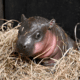 Louisville Zoo Welcomes Newborn Pygmy Hippo Calf Named Zuri