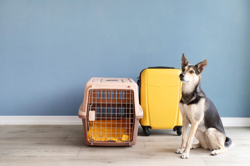 Concept to Kennel: Navigating the Custom OEM Journey for Next-Gen Pet Gadgets