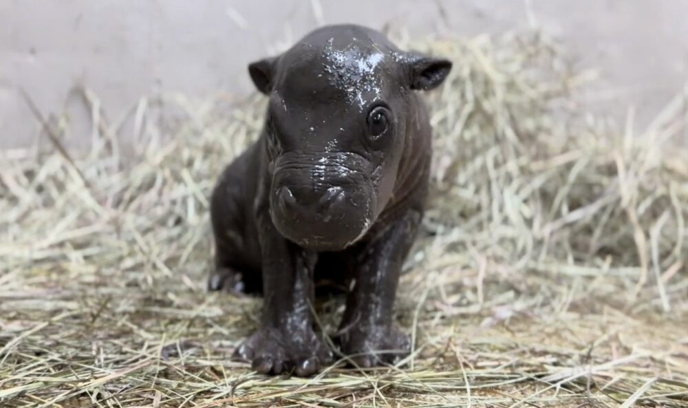 Japan Has Done It Again: Meet Kobushi, The Tiny Pygmy Hippo Who Just Made The Entire Internet Cry Happy Tears