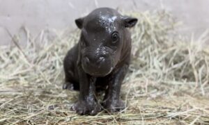 Japan Has Done It Again: Meet Kobushi, The Tiny Pygmy Hippo Who Just Made The Entire Internet Cry Happy Tears