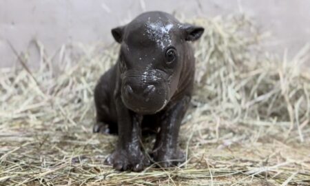 Japan Has Done It Again: Meet Kobushi, The Tiny Pygmy Hippo Who Just Made The Entire Internet Cry Happy Tears
