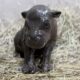 Japan Has Done It Again: Meet Kobushi, The Tiny Pygmy Hippo Who Just Made The Entire Internet Cry Happy Tears