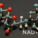 NAD+ Peptide: Chemical Structure