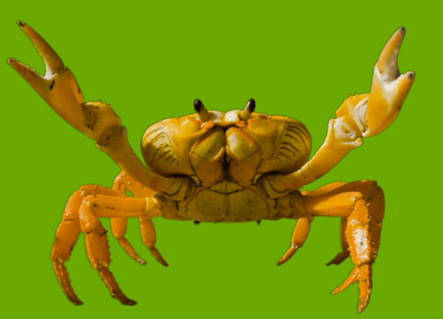 Otonomii, AISignals,  the Question Hidden Layers  Financial AI